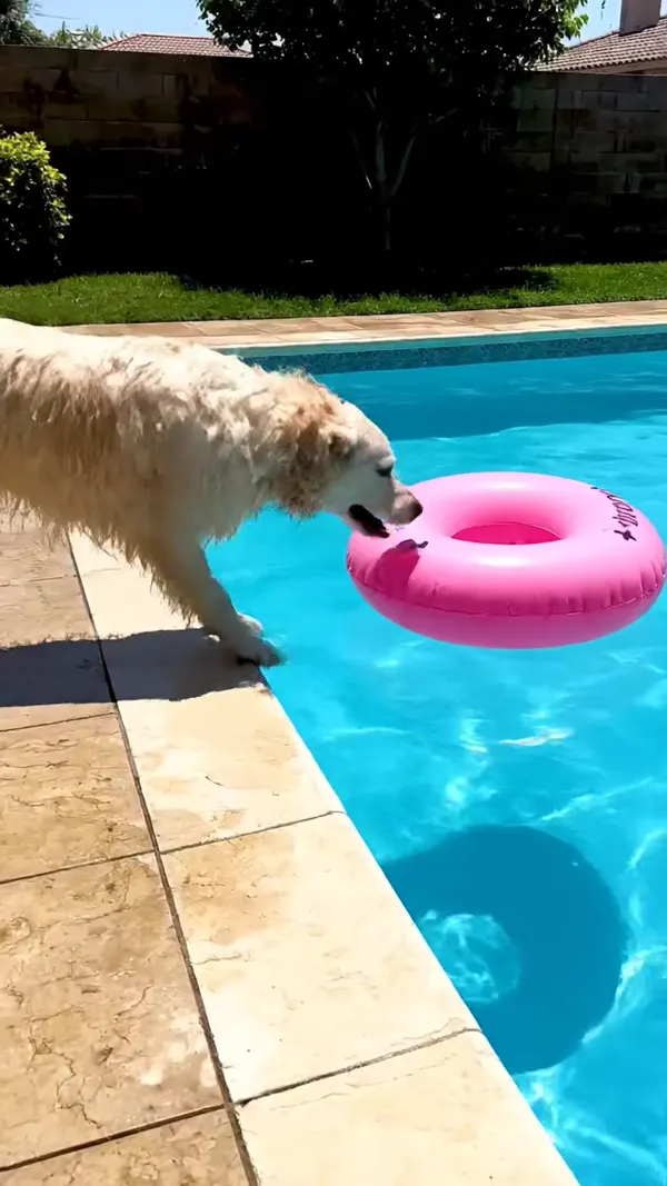 A dog about to jump into a pool